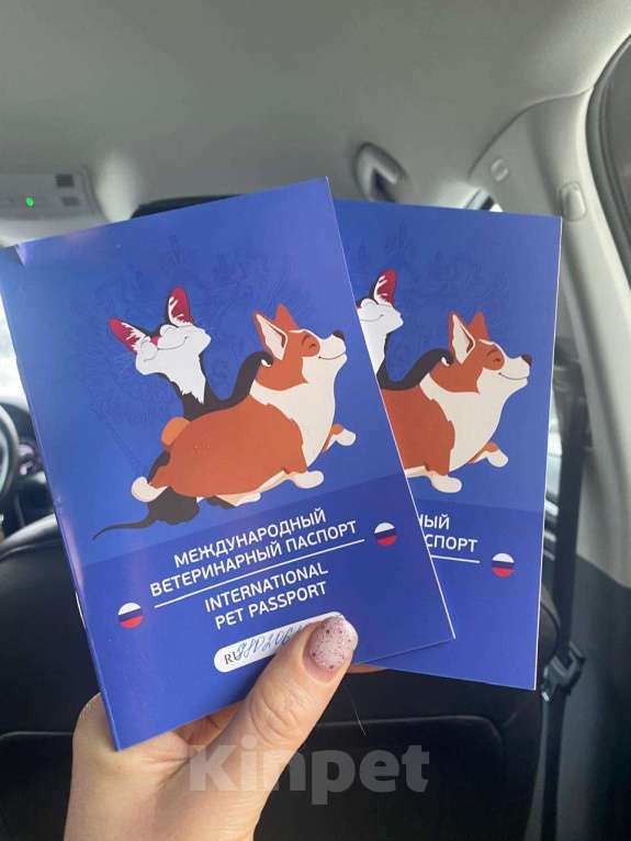 Собаки в других городах Ленинградской области: Щенки метисы лайки Девочка, Бесплатно - фото 4