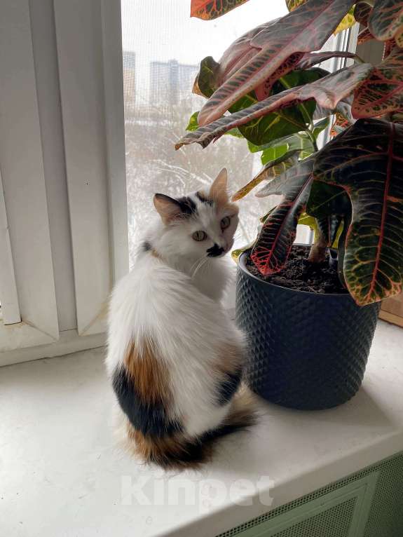 Кошки в Москве: Миниатюрная кошечка Буся в дар. Девочка, Бесплатно - фото 3