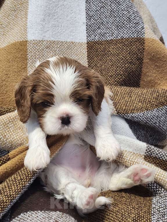 Собаки в Анапе: Розовая лента  Девочка, 110 000 руб. - фото 5