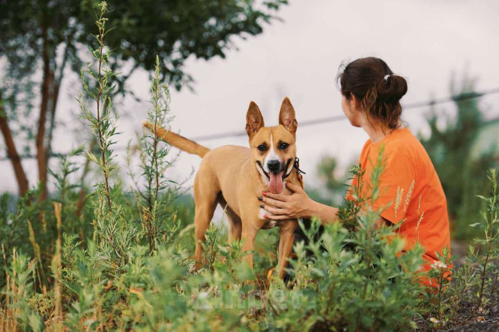 Собаки в Москве: Альфа Девочка, Бесплатно - фото 2