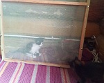 Кошки в Москве: котята: трёхцветные кошечки и чёрно-белые коты Девочка, 300 руб. - фото 7