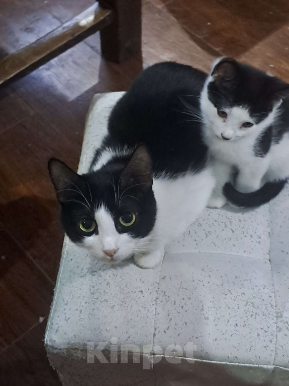 Кошки в Москве: Котик в добрые руки Мальчик, Бесплатно - фото 3