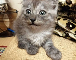 Кошки в Краснодаре: Бесплатно котенок (девочка) Девочка, 2 руб. - фото 4