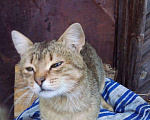 Кошки в Серафиме: Мальчик. Около года. Мальчик, Бесплатно - фото 3