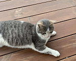 Кошки в Новохоперске: Толстый котик ищет дом, Бесплатно - фото 4