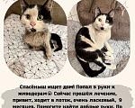 Кошки в Москве: Котик ищет дом Мальчик, 1 руб. - фото 1