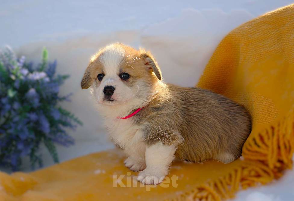 Собаки в других городах Московской области: Щенок  сука вельш корги пемброк Девочка, 60 000 руб. - фото 3