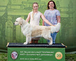 Собаки в Москве: Золотисты ретривер щенок Мальчик, 60 000 руб. - фото 6