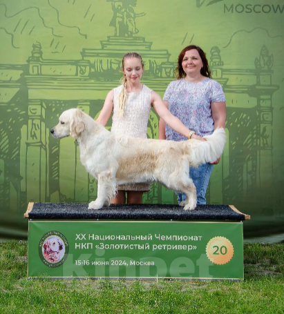 Собаки в Москве: Золотисты ретривер щенок Мальчик, 60 000 руб. - фото 6