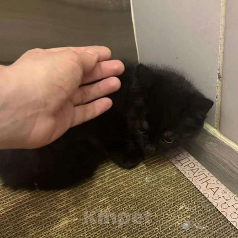 Кошки в Москве: Малышка грустит взаперти совершенно одна Девочка, Бесплатно - фото 4