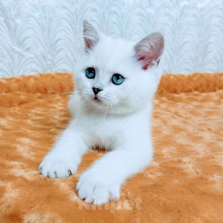 Кошки в Миассе: Ornella Silver Dew Девочка, 35 000 руб. - фото 8