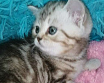 Кошки в Москве: Шотландские котята шиншилла  Девочка, 18 000 руб. - фото 9