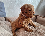 Собаки в Тюмени: Карликовый пудель  Мальчик, 55 руб. - фото 7