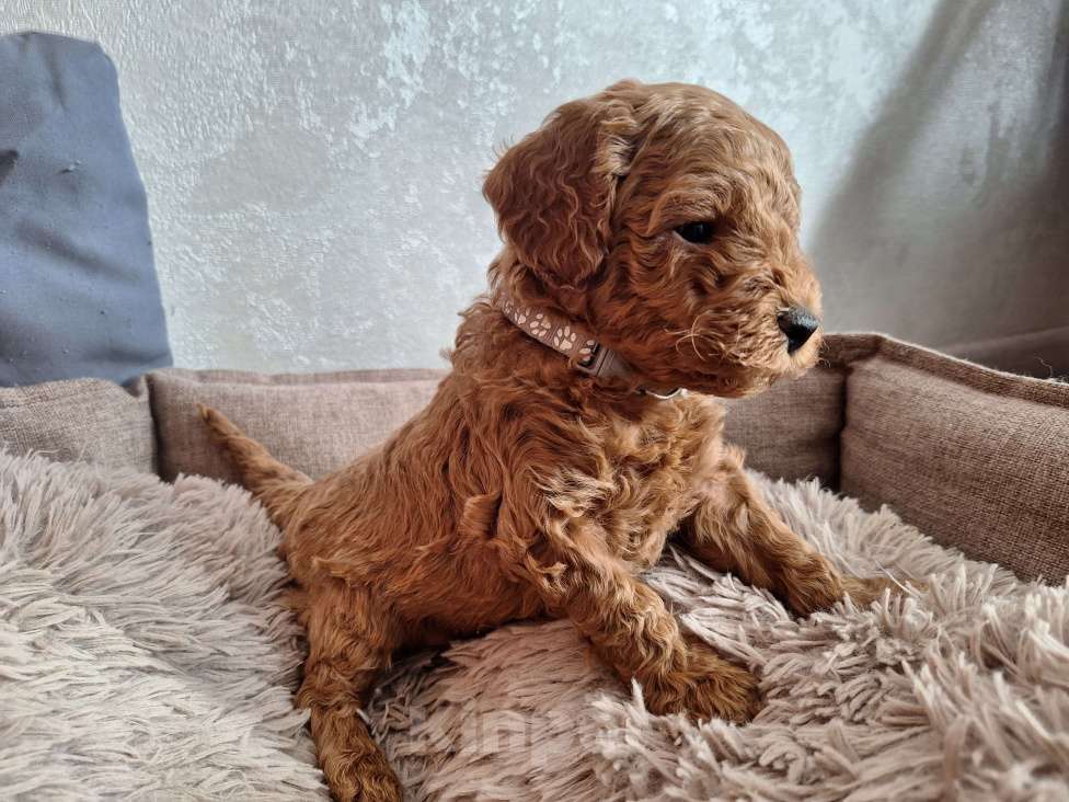 Собаки в Тюмени: Карликовый пудель  Мальчик, 55 руб. - фото 7