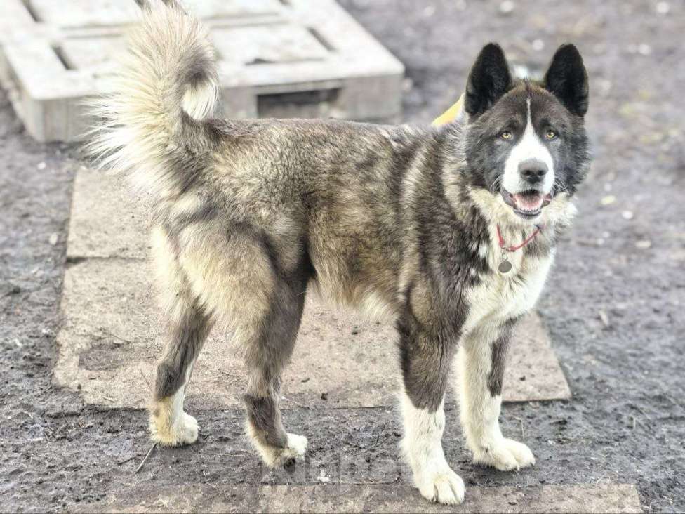 Собаки в Лосином-Петровском: Лукас якутенок в добрые руки Мальчик, Бесплатно - фото 1