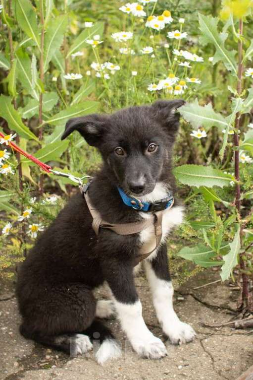 Собаки в Москве: Черный щенок метис овчарки Рада в добрые руки Девочка, Бесплатно - фото 2