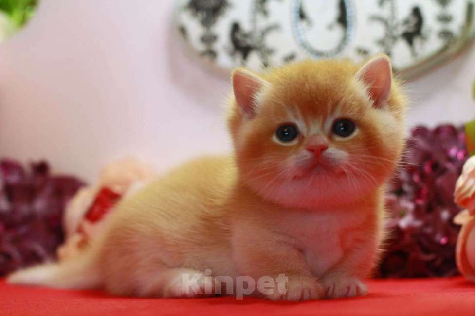 Кошки в Москве: Красавчик котик  Мальчик, 100 000 руб. - фото 4