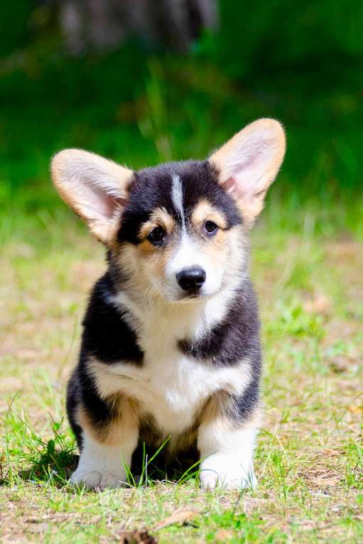 Собаки в Твери: Щенок вельш корги пемброк  Мальчик, 60 000 руб. - фото 4