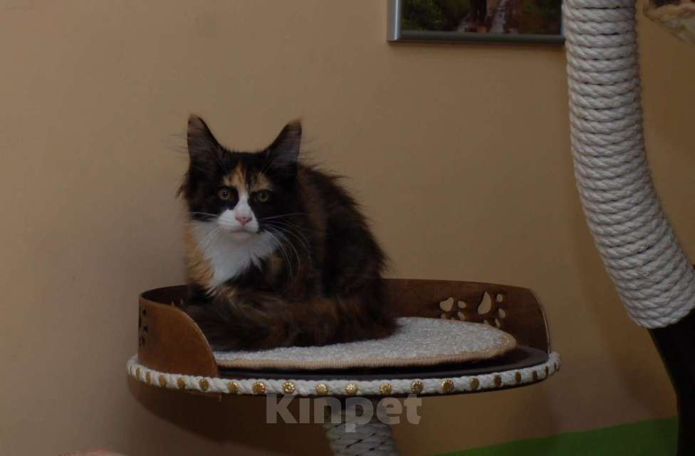 Кошки в Чапаевске: Мейн-кун, 15 000 руб. - фото 1