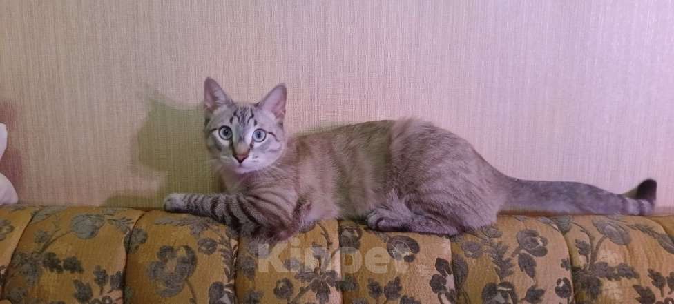 Кошки в Москве: Алекс ищет дом Мальчик, Бесплатно - фото 4