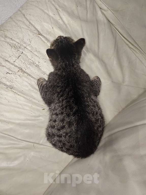 Кошки в Тюмени: Молодая кошечка Девочка, Бесплатно - фото 4