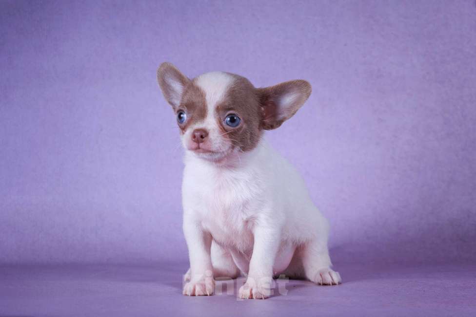 Собаки в Москве: Синеглазый мальчик Мальчик, 40 000 руб. - фото 2