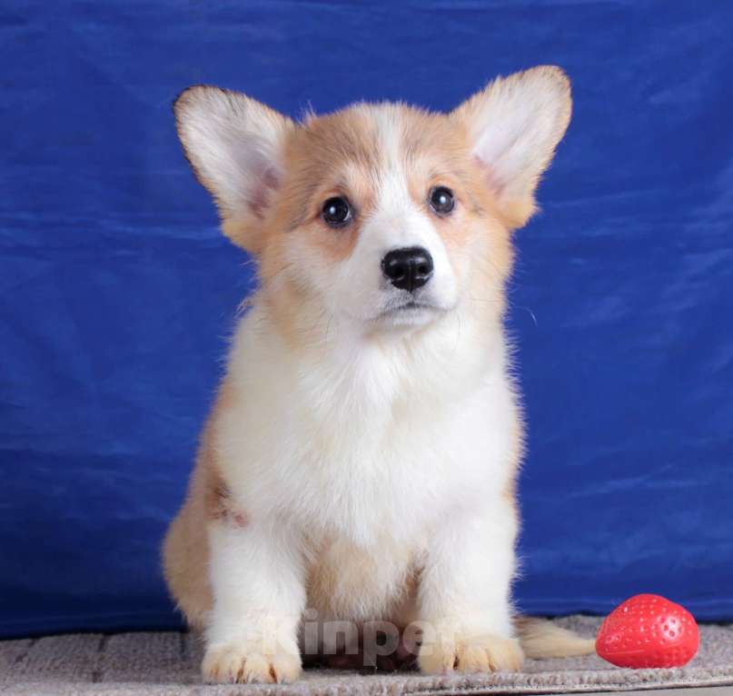 Собаки в Москве: вельш корги пемброк щенки от Интерчемпиона Девочка, 80 000 руб. - фото 3