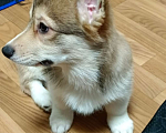 Собаки в Новомосковске: Вельш корги пемброк  Мальчик, 45 000 руб. - фото 2