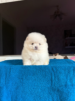 Объявление: Мальчик, 28 000 руб., Москва