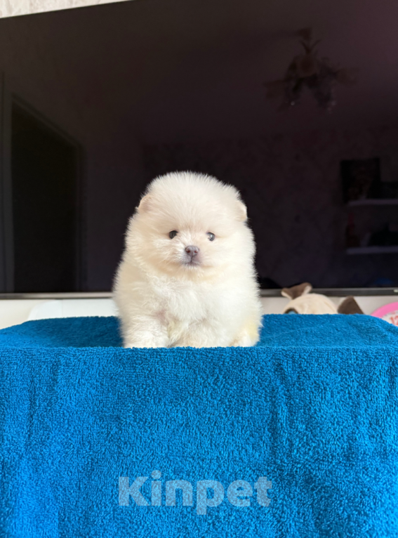 Собаки в Москве: Мальчик Мальчик, 28 000 руб. - фото 1