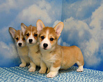 Собаки в Ногинске: Вельш корги пемброк Девочка, 45 000 руб. - фото 3