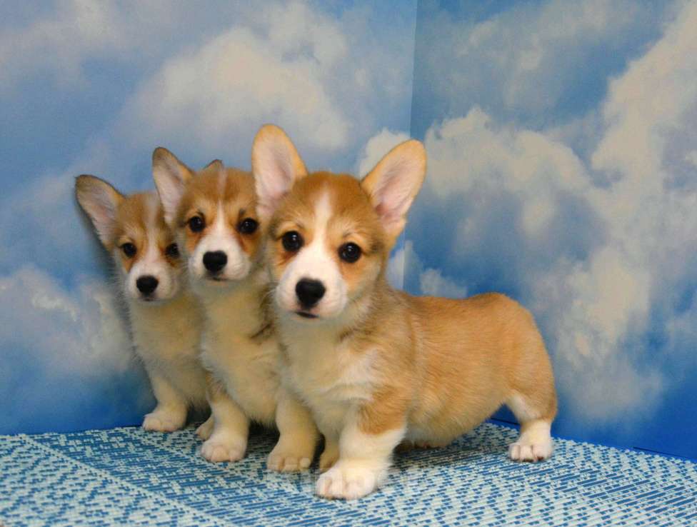 Собаки в Ногинске: Вельш корги пемброк Девочка, 45 000 руб. - фото 3