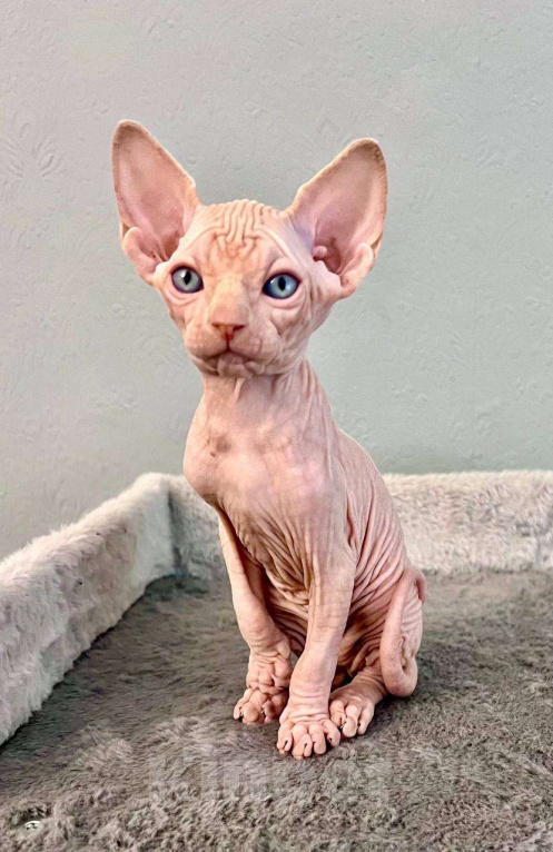 Кошки в Москве: Канадский Сфинкс Edward Мальчик, 55 000 руб. - фото 1