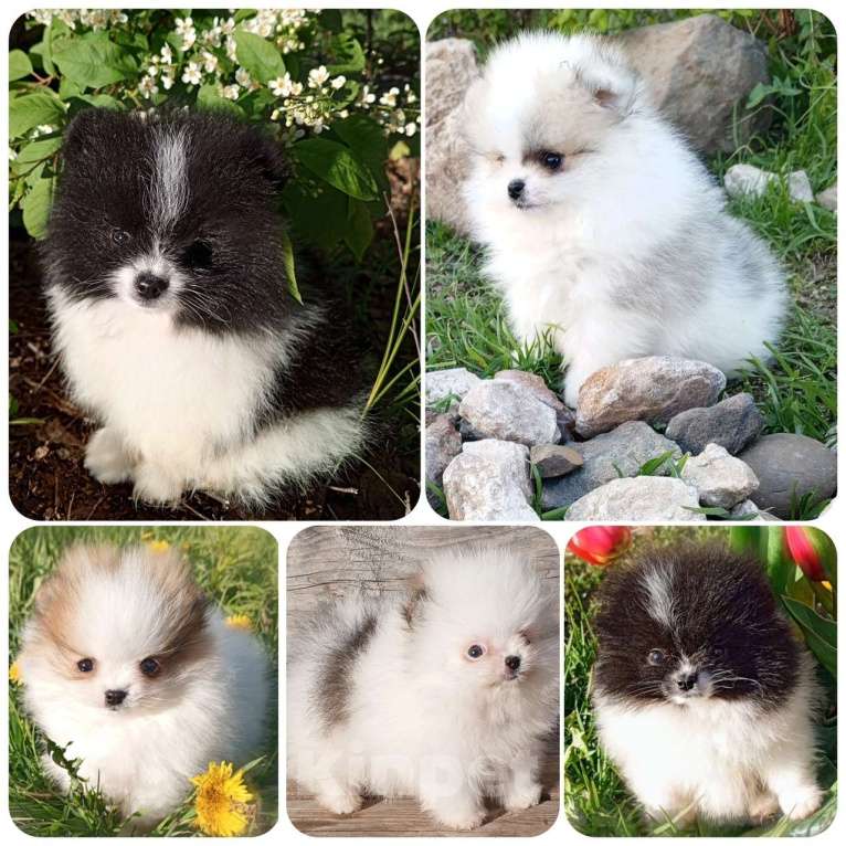 Собаки в Перми: Щенки Шпица мини мишки Мальчик, 30 000 руб. - фото 2