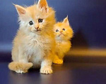 Кошки в Уфе: Котёнок Мейн-кун  Мальчик, 50 000 руб. - фото 2