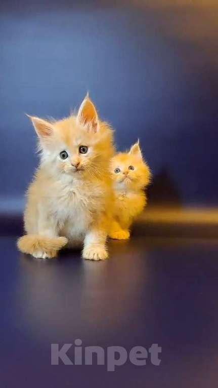 Кошки в Уфе: Котёнок Мейн-кун  Мальчик, 50 000 руб. - фото 2