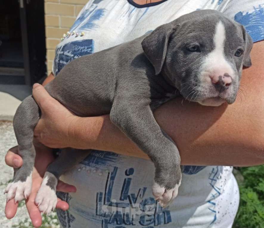 Собаки в Новороссийске: Американский булли Девочка, 50 000 руб. - фото 6