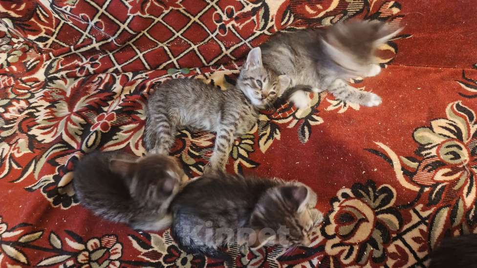 Кошки в Санкт-Петербурге: Кошка Даша и ее котята Мальчик, Бесплатно - фото 6