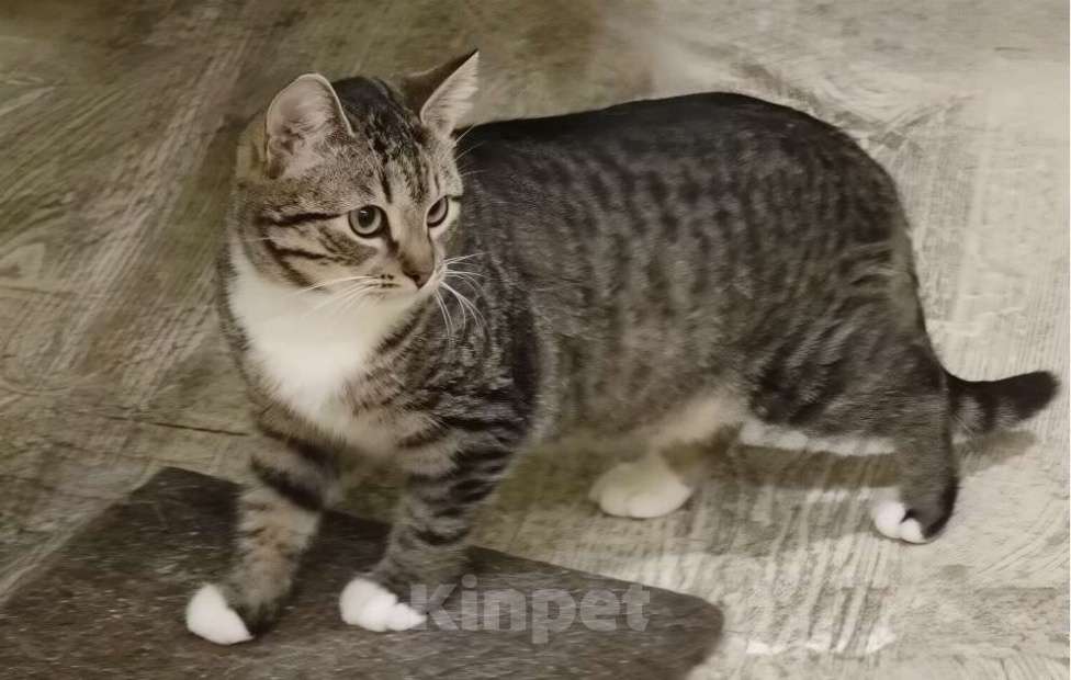 Кошки в Санкт-Петербурге: Котенок девочка Анфиса.  Девочка, Бесплатно - фото 2