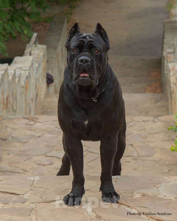 Собаки в Москве: Кобель Кане Корсо для вязки Мальчик, Бесплатно - фото 9