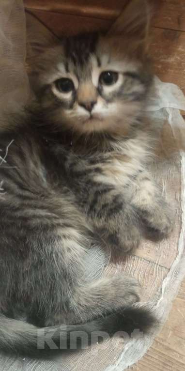 Кошки в Москве: Пушистые котята в добрые руки Мальчик, 1 руб. - фото 8