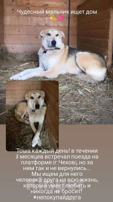 Собаки в Серпухове: Одинокий малыш Хатико в поисках человека Мальчик, 10 руб. - фото 1