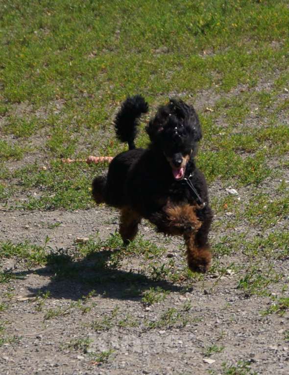 Собаки в Москве: Взрослая девочка 1 год Девочка, 170 000 руб. - фото 3