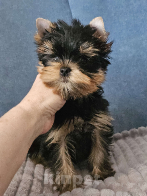 Собаки в Москве: Мальчик йорка Мальчик, 40 000 руб. - фото 4