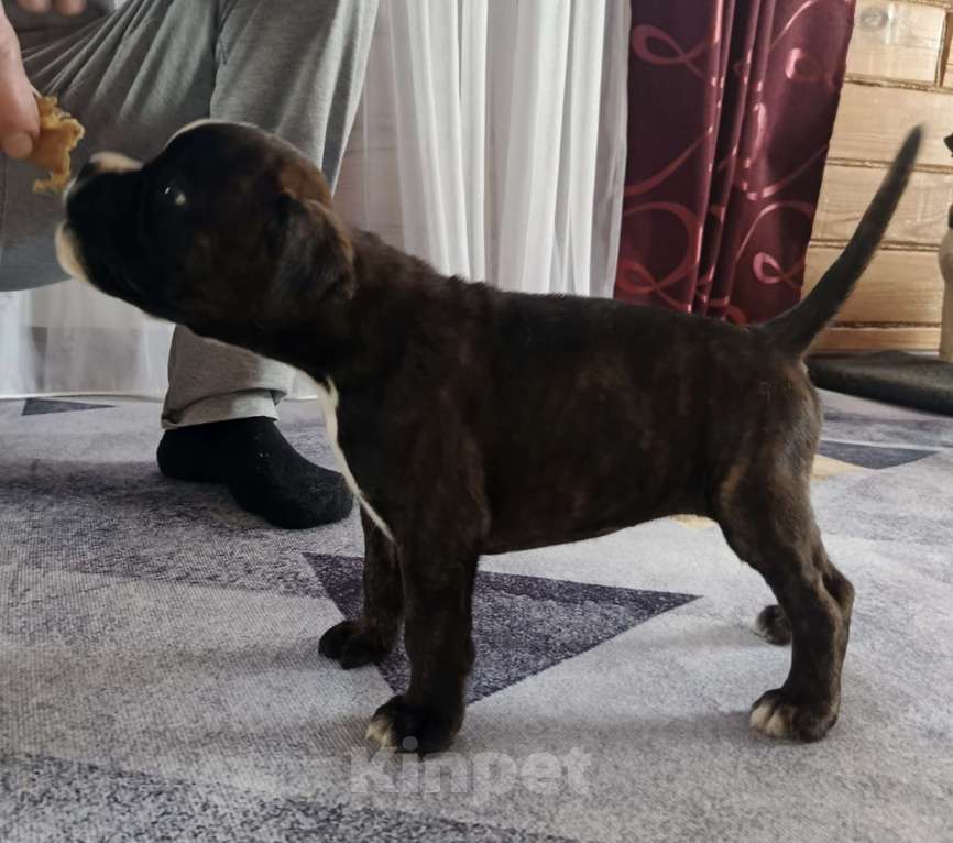 Собаки в Ижевске: Щенок немецкого боксёра Девочка, Бесплатно - фото 2