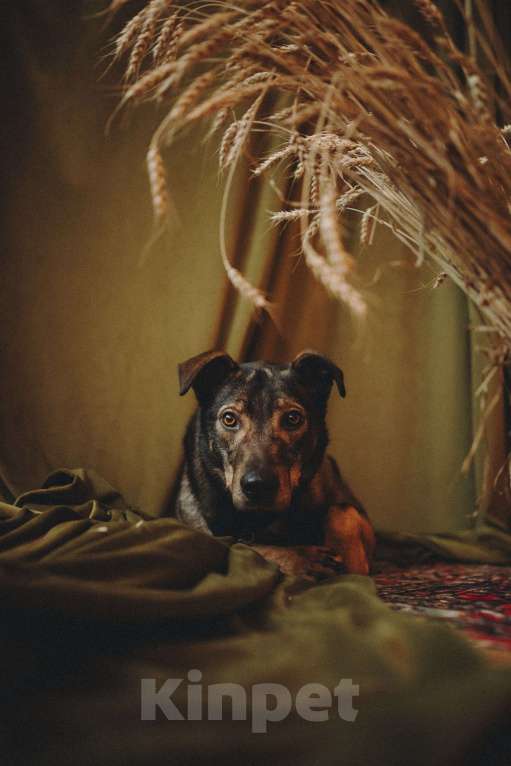 Собаки в Москве: Искренний и добрый пёсик из приюта в добрые руки Мальчик, Бесплатно - фото 3