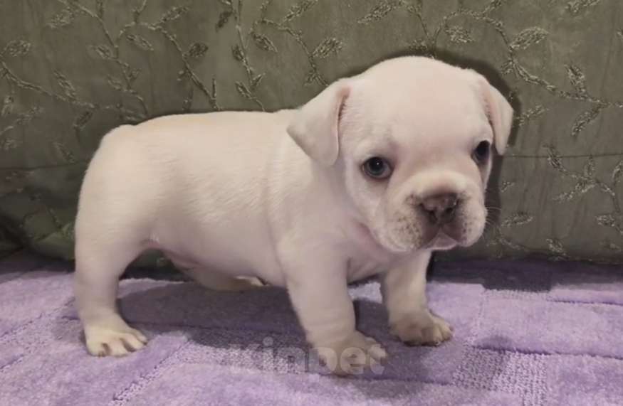 Собаки в Москве: Кремовый мальчишка Мальчик, 60 000 руб. - фото 5