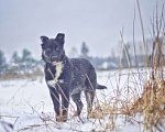 Собаки в Наро-Фоминске: Дениза: щенок, девочка, 4-5 мес. Девочка, Бесплатно - фото 9