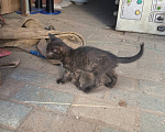 Кошки в Москве: 😻 Они ждут своих родителей… Разнополые, Бесплатно - фото 6