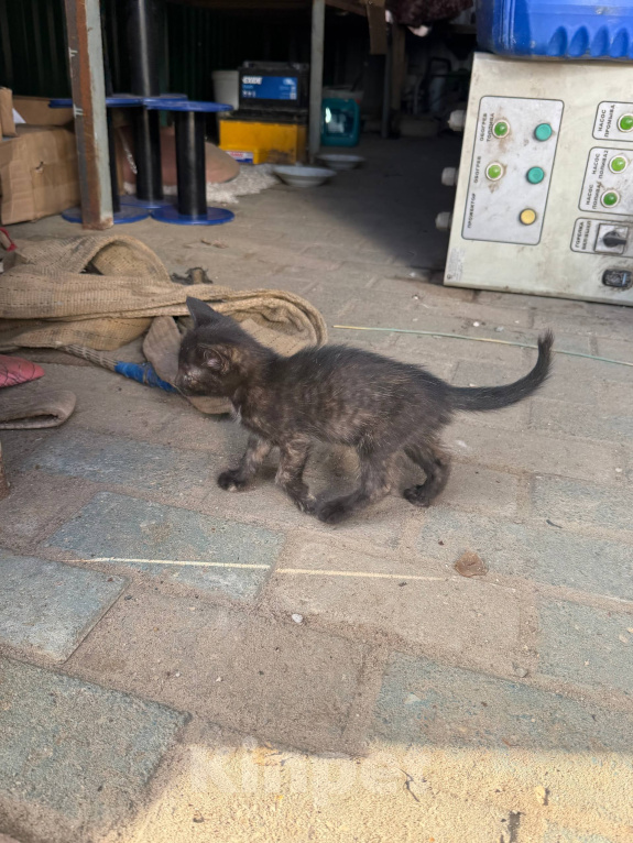 Кошки в Москве: 😻 Они ждут своих родителей… Разнополые, Бесплатно - фото 6